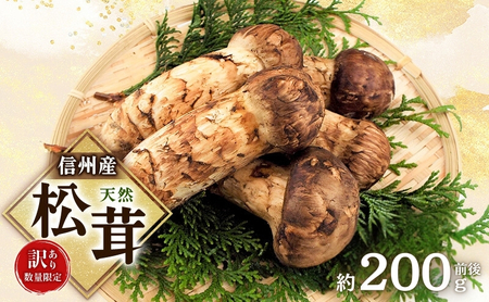 松茸 北海道 500g 国産 北海道 松茸 500g 訳あり 北海道 松茸 500g 訳