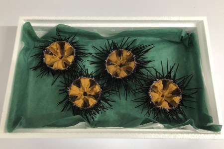 10043)殻付きウニ 4個 生うに 雲丹 長門市 ムラサキウニ | 山口県長門