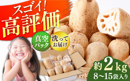 R8年1月以降発送】【真空パック】洗いれんこん2kg / れんこん [ICE001