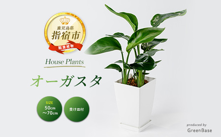 2026年1月中旬～発送【観葉植物】オーガスタ50cm～70cm Green Base 014