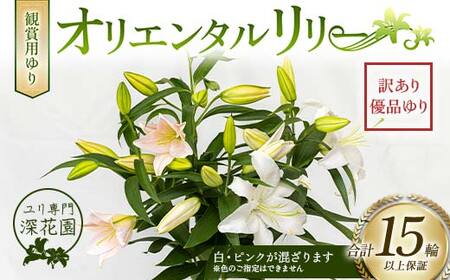 ユリ専門＜深花園＞観賞用ゆり オリエンタルリリー 訳あり優品ゆり