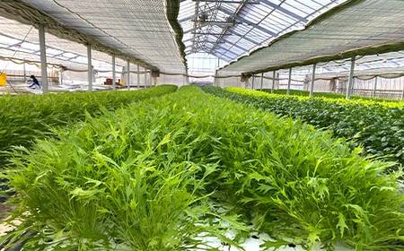 サラダや鍋に！水耕栽培の水菜 1kg F6U-281 | 福島県矢吹町 | ふるさと