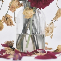 Camellia／唾奇｜音楽ダウンロード・音楽配信サイト mora ～“WALKMAN