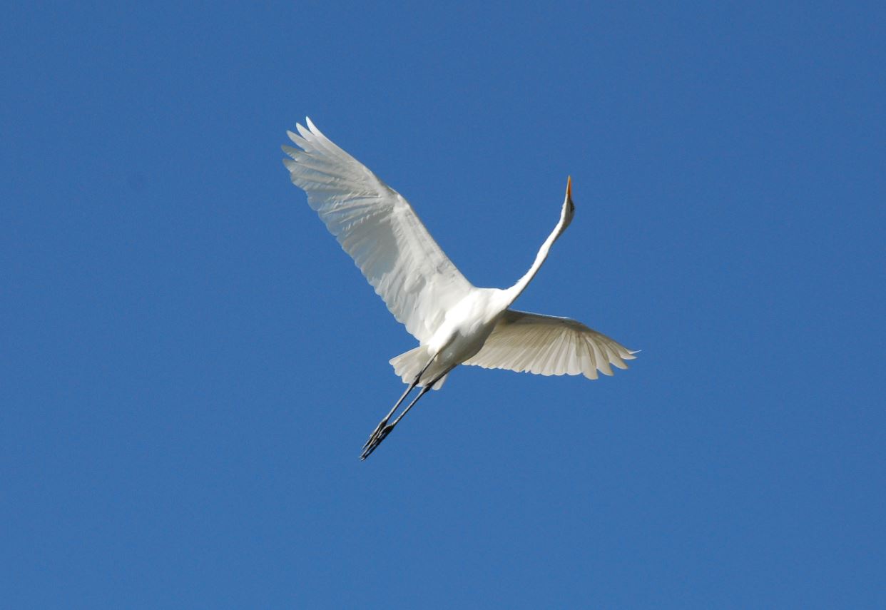5.1 白鷺（ダイサギ、チュウサギ、コサギなど） | 忍川の自然に親しむ会