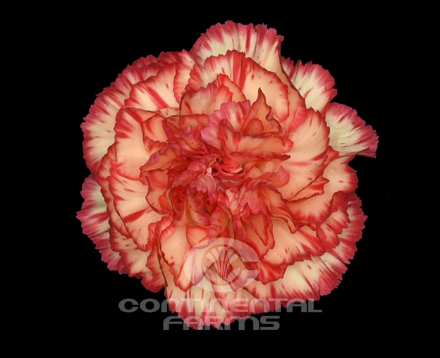 Carnation Zenit | Continental Farms