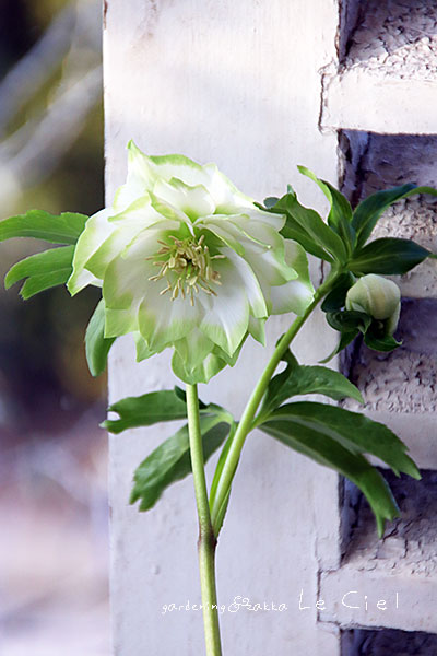 曽田園芸さんのクリスマスローズ「利休」お買い上げありがとうご