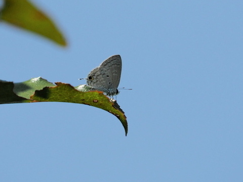 ウスアオオナガウラナミシジミ