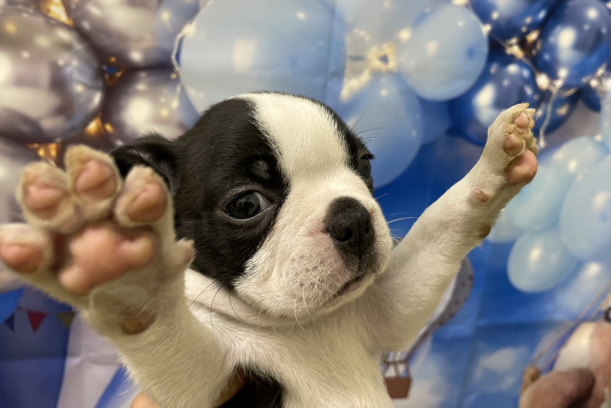 ボストンテリア