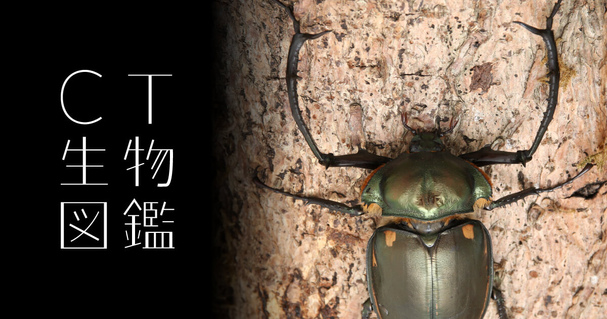 No.26 テナガコガネ | CT生物図鑑