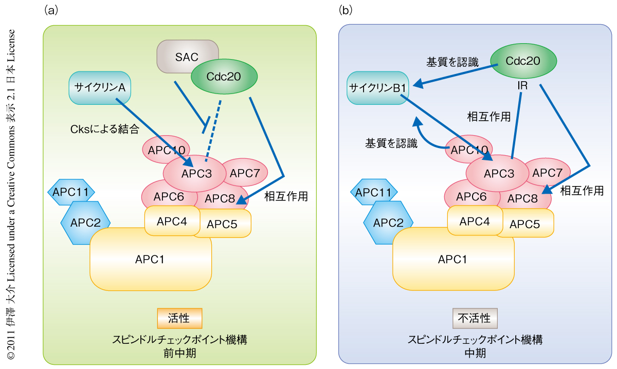 APC/Cは前中期と中期とでは異なるサブユニットを介してCdc20と相互作用