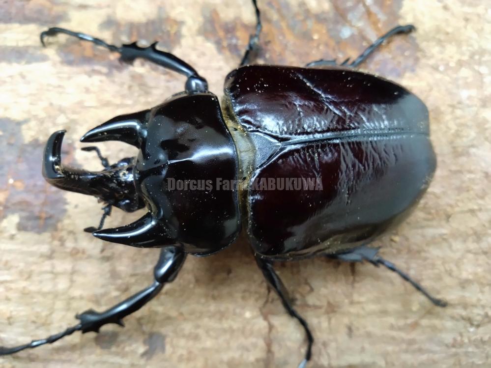 天然からのF2☆新成虫☆ボリビア産ヤヌスゾウカブトssp♂A-102mm♀74mm