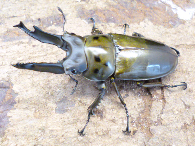 タイ産オウゴンオニsspとは？ | Dorcusfarm