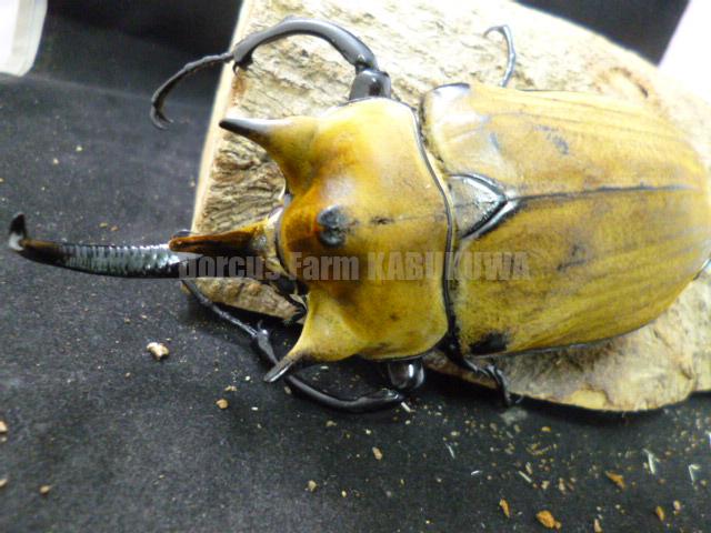 ☆天然からのF3☆大型狙いに！☆Bライン☆イイジマゾウカブト幼虫