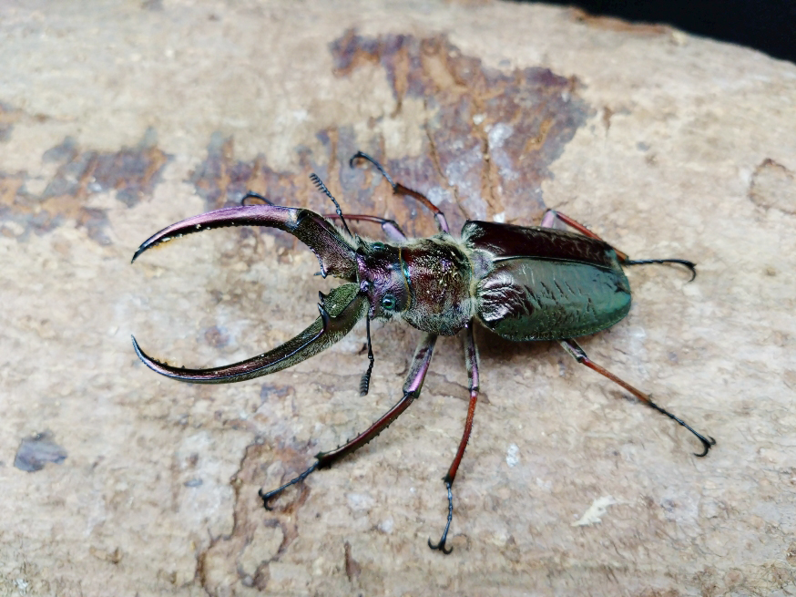 4/29新着☆ペルー便☆天然☆フェイスタメイルシワバネクワガタ