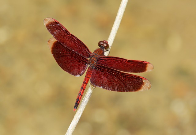 飛ぶ宝石・トンボの世界/アカスジベッコウトンボ