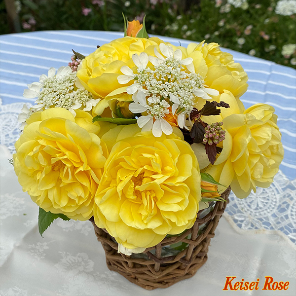 スマイル ハニー ローズ ／ くまのプーさん 6号｜【京成バラ園】バラ