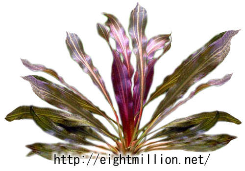 エキノドルス・ホレマニー・レッドタイプ | 超水草図鑑