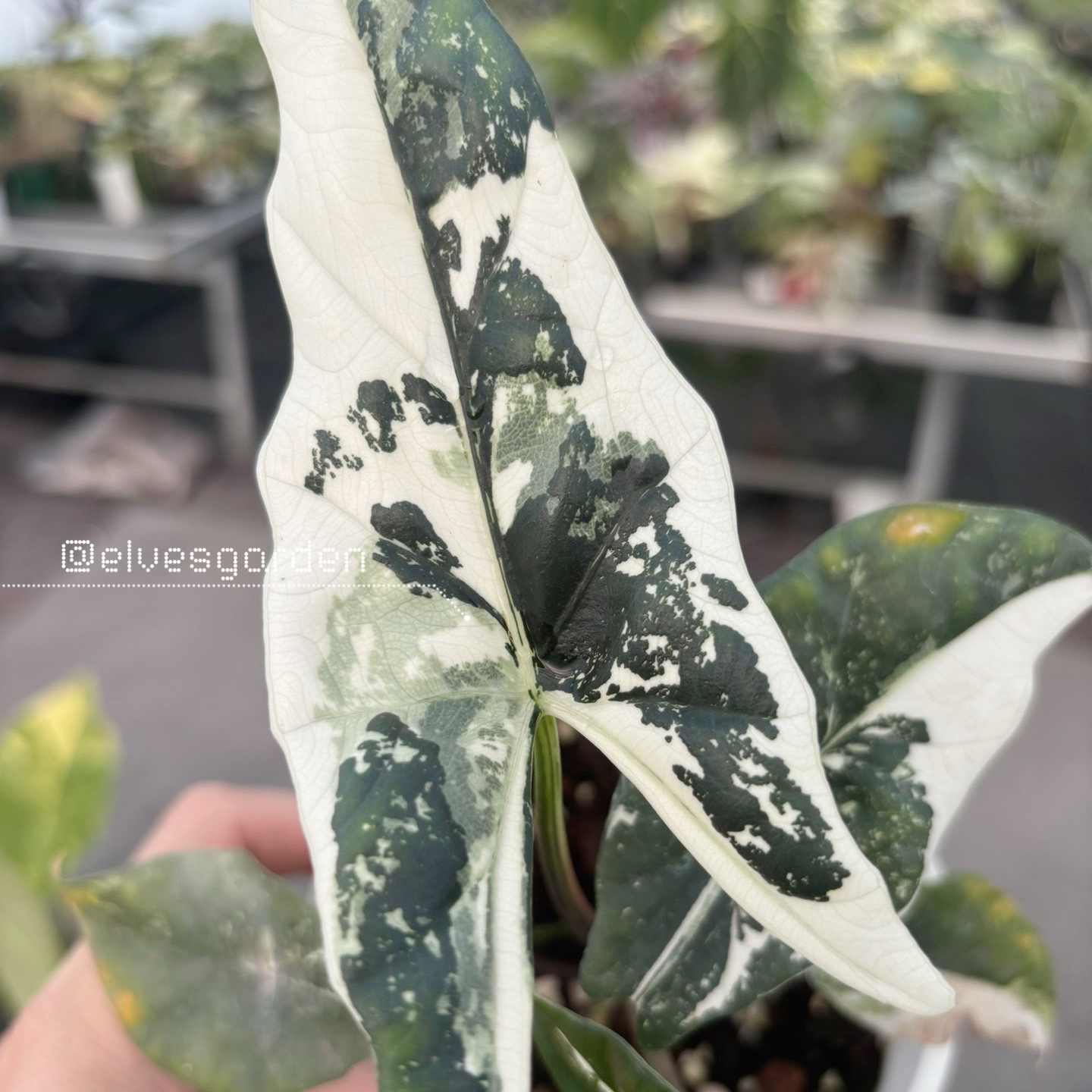 斑入りアロカシア シンポ組織培養 - Elves Garden
