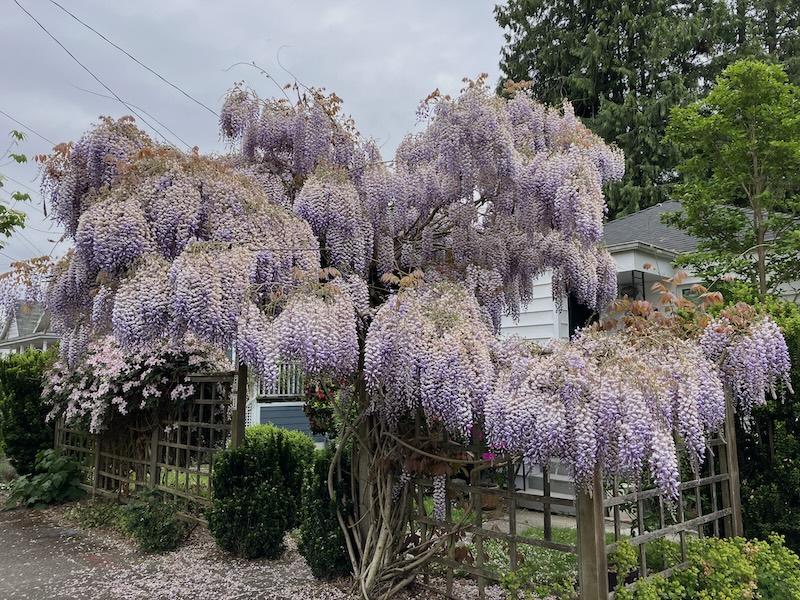 wisteria Near 11/16配達予定 wisteria Near 11/16配達予定 wisteria