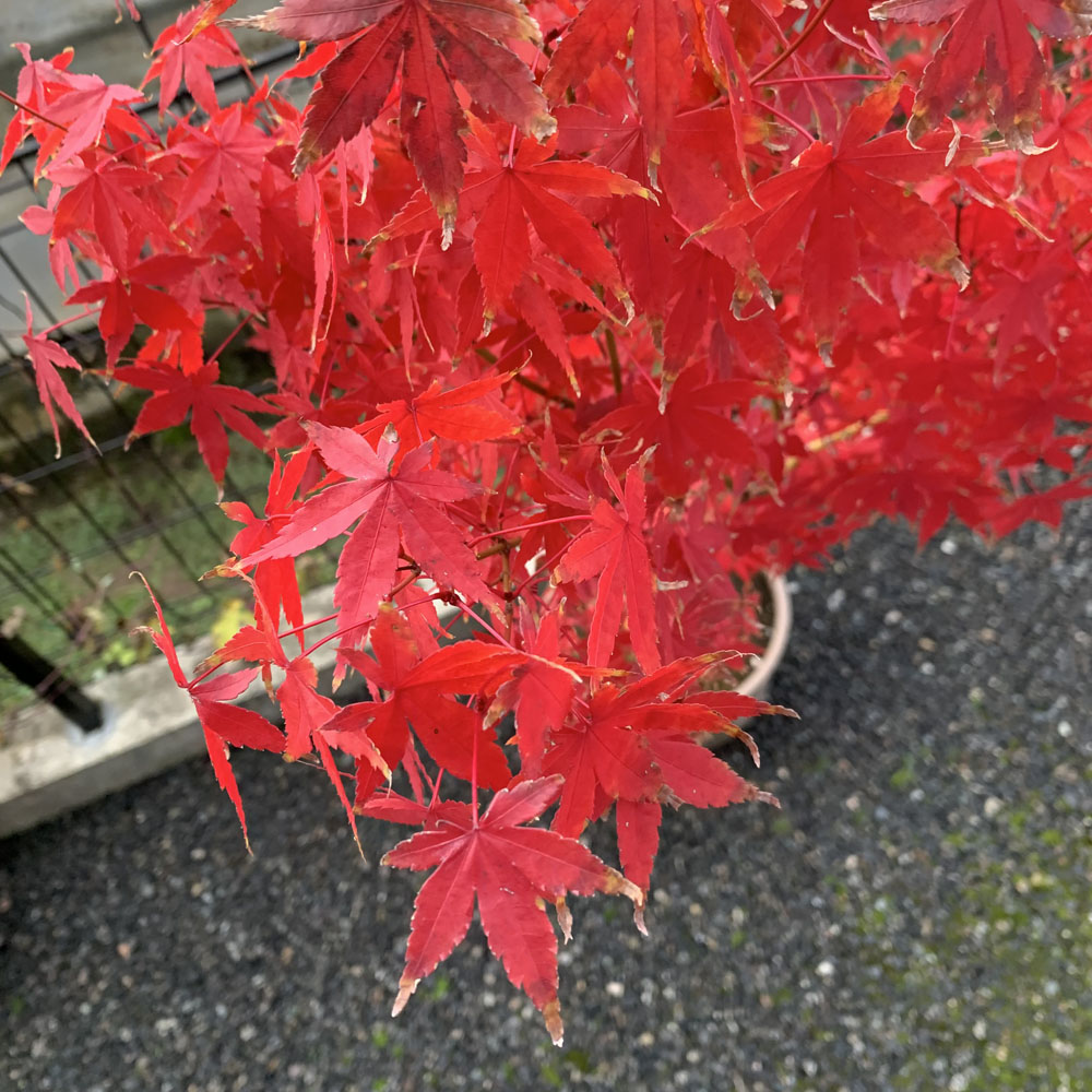 鉢植えたちの紅葉が進んでいます - プランター園芸日記