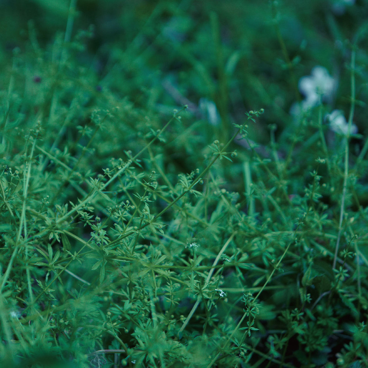 clepsydra | chouchou merged syrups. | Zankyo Record