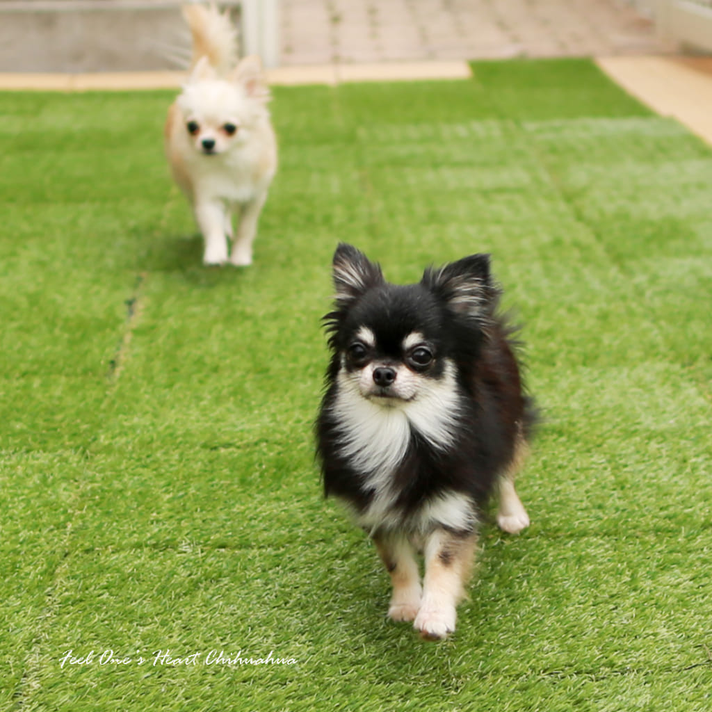 チワワの男の子たち：チワワブリーダー FeelOne'sHeart