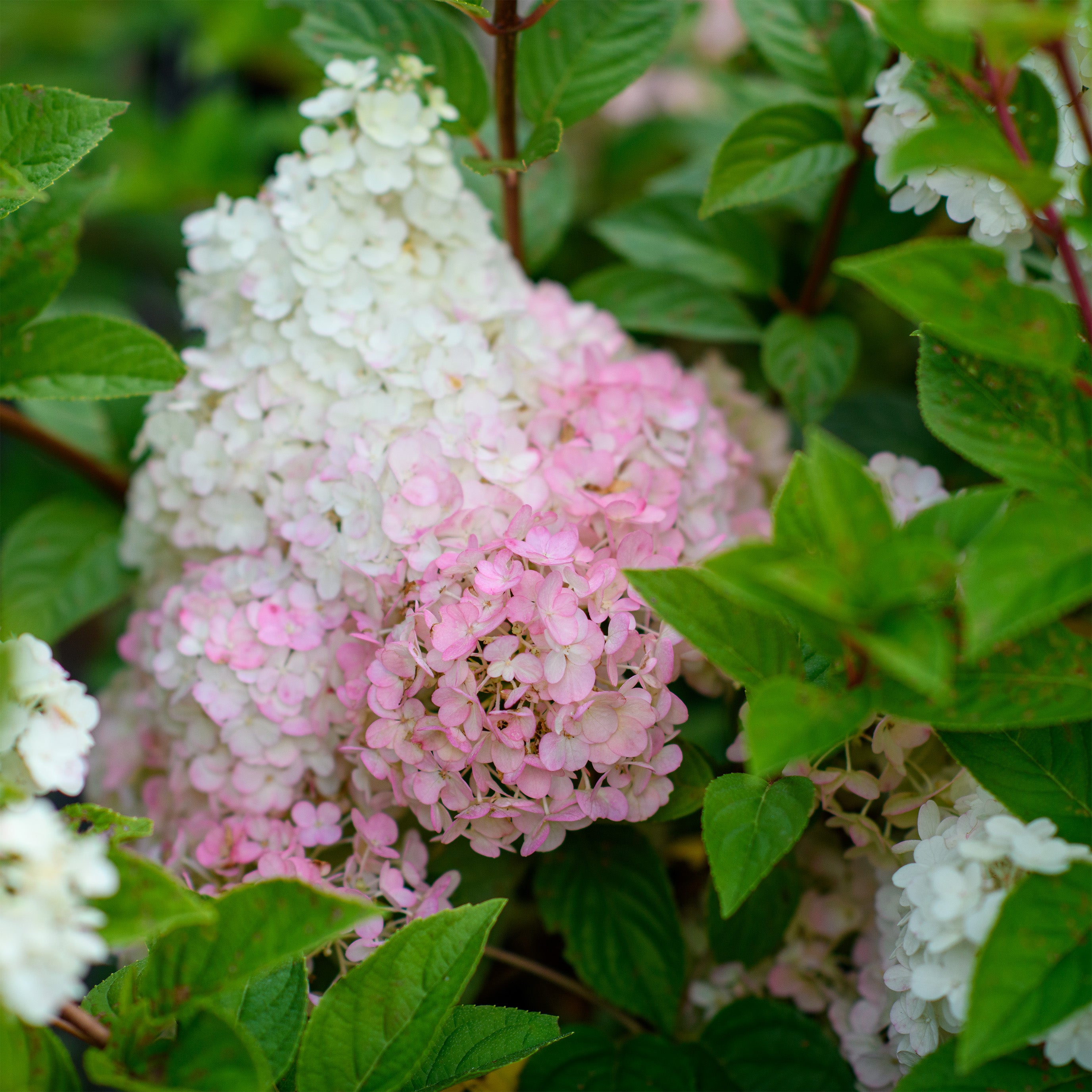 Hydrangea paniculata 'Strawberry Sundae' - (Shrub) – Fieldstone