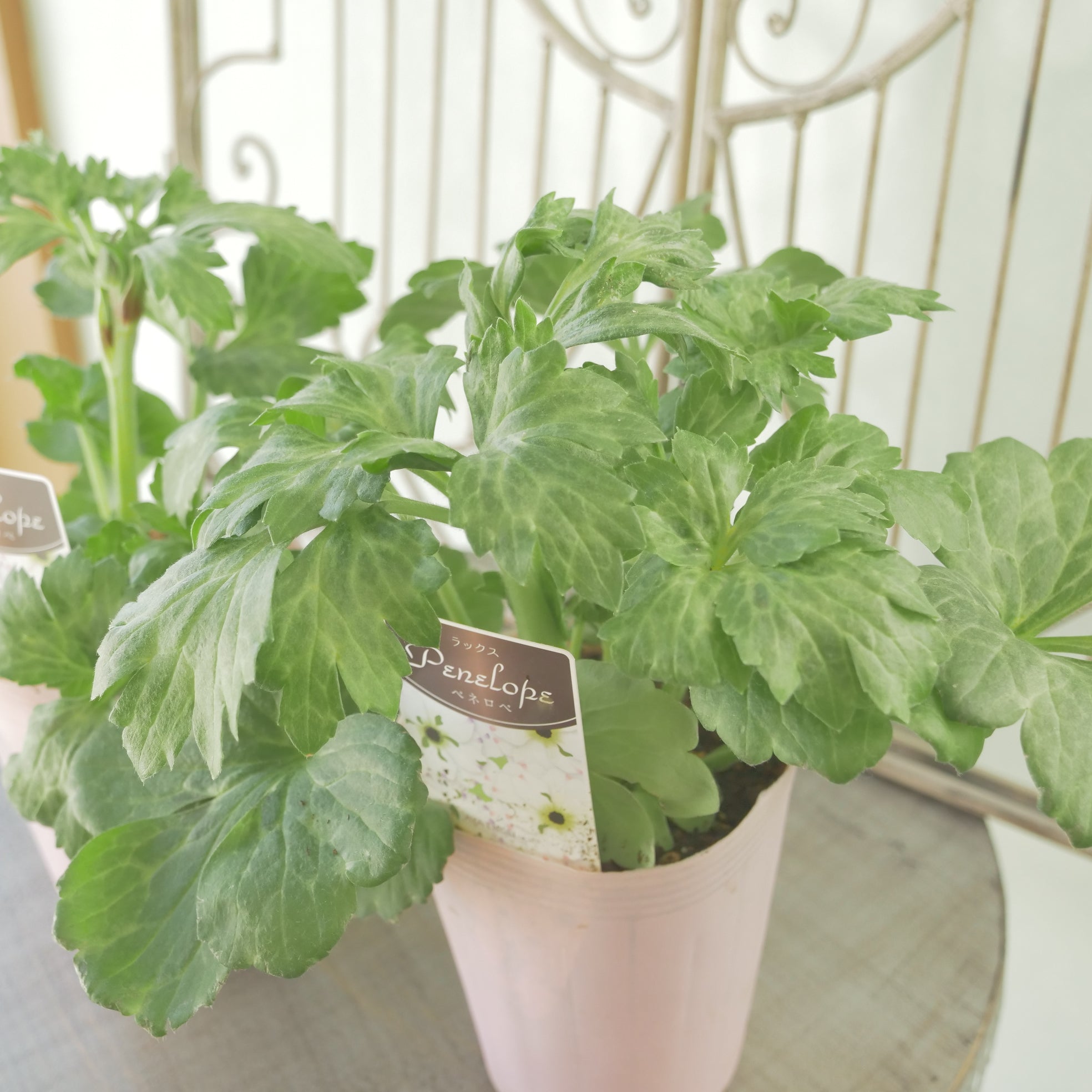 綾園芸さんオリジナル ラナンキュラスラックス【ペネロペ】 新品種