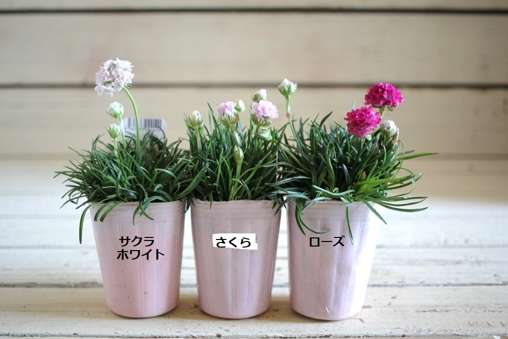 アルメリア アルマダ ジャンクガーデン 寄せ植え 花苗通販 Garden Frais